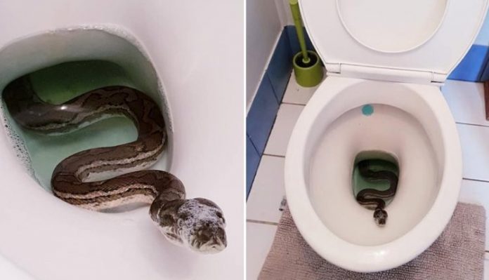 6 Effective ways to prevent snakes from entering your toilet in this dry season