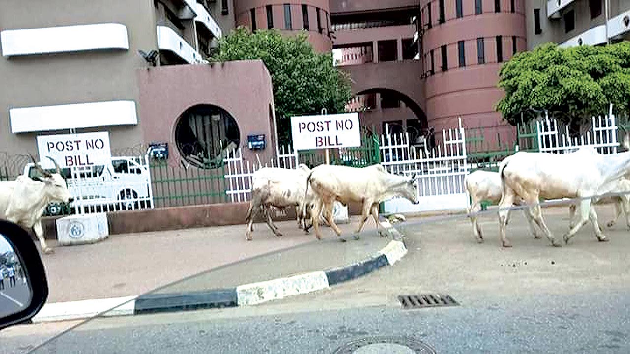FCTA talks tough on cattle rearing in Abuja