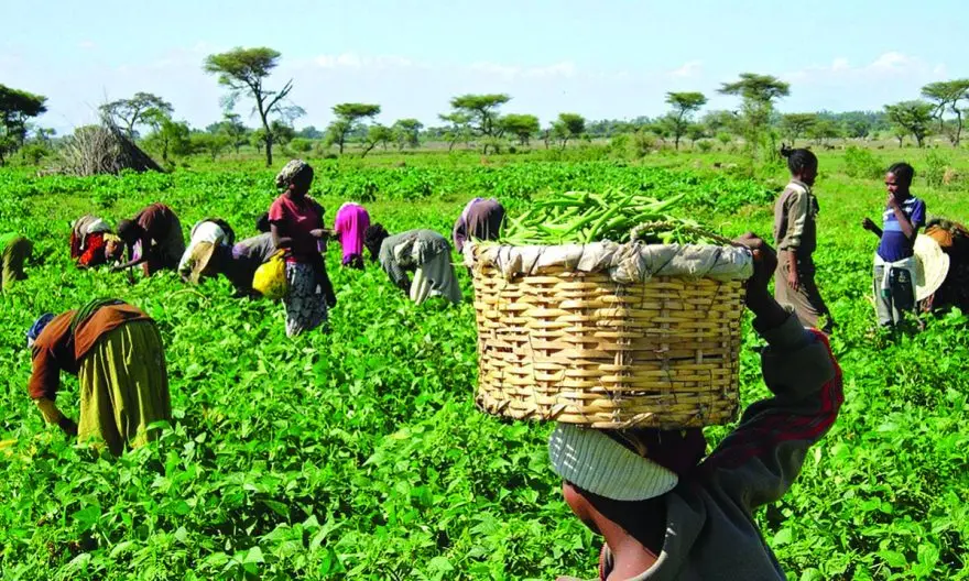 Nigerian farmers seek compensation over losses caused by Naira redesign