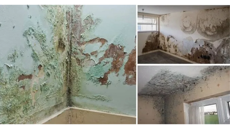 Ways To Reduce Maintenance Cost On Building Dampness